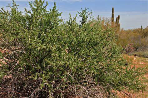 Lycium macrodon, Desert Wolfberry, Southwest Desert Flora