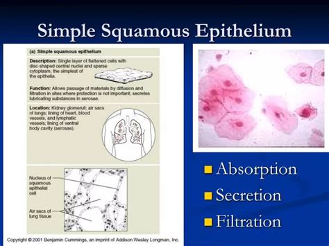 PPT - Simple Squamous Epithelium PowerPoint Presentation, free download ...