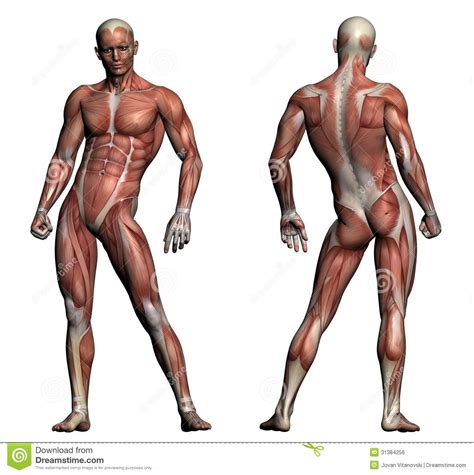 Male Anatomy Body - Download Free 3d Templates Characters 3d Building ...