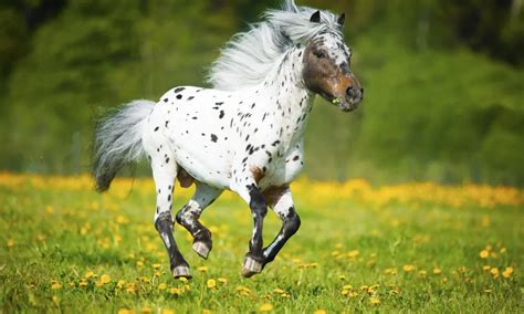 Falabella Horse Breed Info & Facts