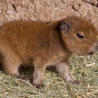 Baby Capybaras Will Be Very Big Someday! - Baby Animal Zoo