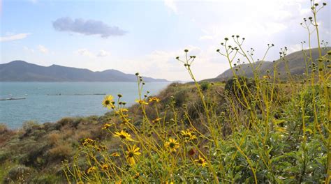 Breathtaking Wildflowers at Diamond Valley Lake | Garden America