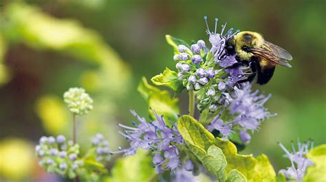 6 Plants Bees Love | Garden Gate