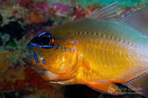 Mouthbrooding Cardinalfish can be challenging and rewarding to photograph underwater ...