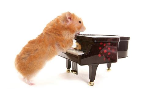 hamster playing the piano | Hamster, Hamster care, Cute hamsters