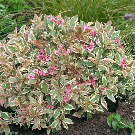 Variegated Weigela Shrub