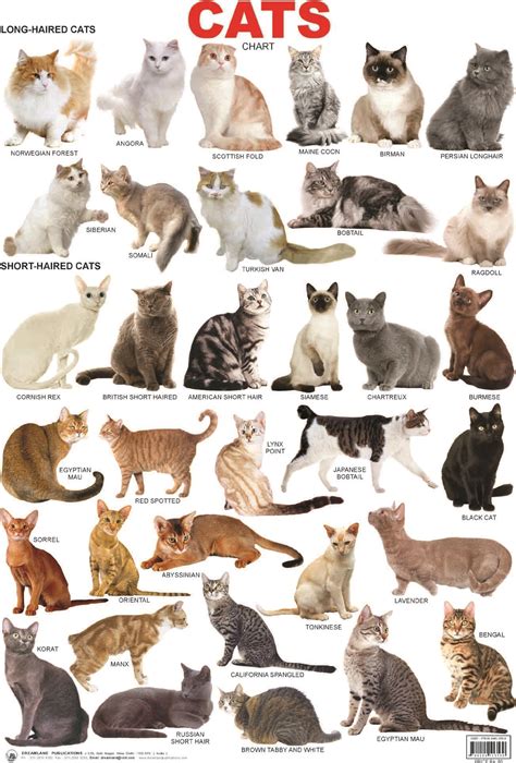 Cat breeds: information, characteristics and behavior | Best cat breeds ...