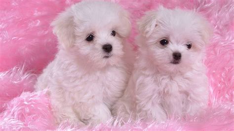 Cute Puppies Desktop Wallpaper – Cute Wallpapers 2024