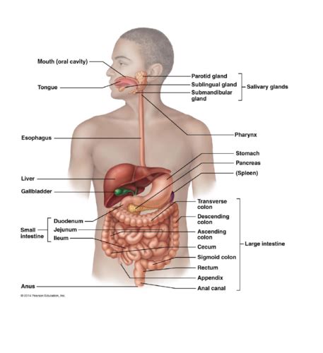 Lecture 16: Part 2: INTRODUCTION TO THE DIGESTIVE SYSTEM OVERVIEW, PERITONEUM, HISTOLOGY ...