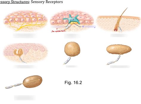 types of sensory receptors Diagram | Quizlet