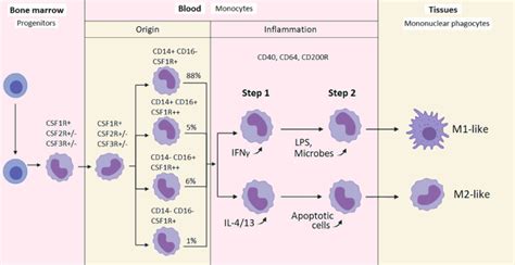 Monocyte activation in systemic Covid-19 infection: Assay and rationale ...