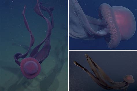 Rare ‘phantom jellyfish’ with 33-foot-long ‘mouth-arms’ spotted off California coast