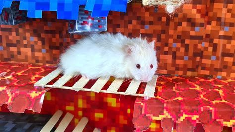 Hamster maze video game - xpertroc