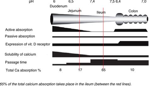 Calcium absorption, solubility of calcium, contribution of active and ...