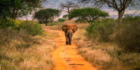 3 Days Tsavo East & Tsavo West Trails/safari - Denhum Holidays