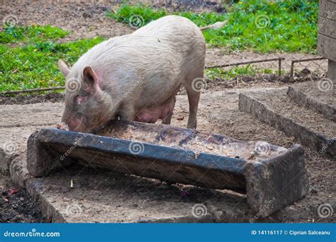 Pig Feeding From Trough Royalty Free Stock Photography - Image: 14116117