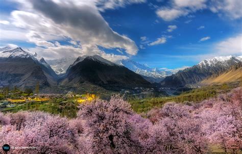 Pictorial: Cherry Blossom in the Hunza Valley – Karakorum Expeditions