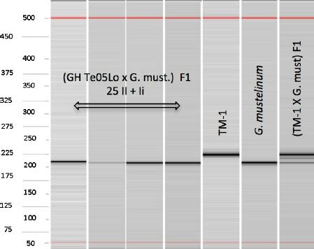 Detection of hemizygosity in a CS-M segmental aneuploid for the SSR... | Download Scientific Diagram