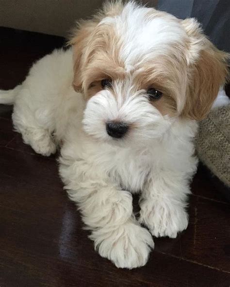 If You Haven't Heard about the Cavachon, Get in Here and Get to Know This Lovable Breed! - Furry ...