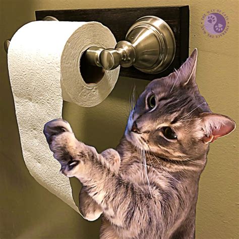 Invisible Cat Proofing works by itself. - Training at Way of Cats