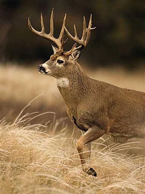 georgia Monster Whitetail Deer Buck | Giant Whitetail Bucks -- Photo 5 | Field & Stream Big ...