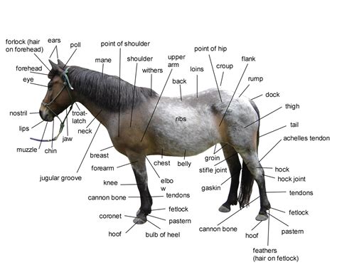 Information on Horses: Fun Facts, How To's & All About 'Em