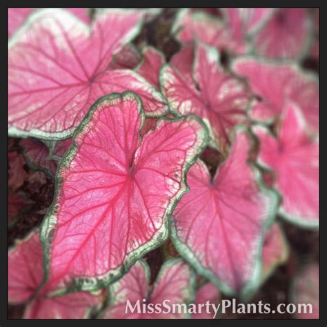 New Caladium Varieties - Miss Smarty Plants