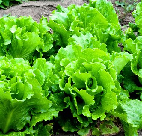 Lettuce2.jpg | Gardening ABC