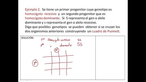 Cuadro De Punnett Ejercicios