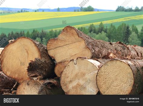 Pile Timber Logs Image & Photo (Free Trial) | Bigstock