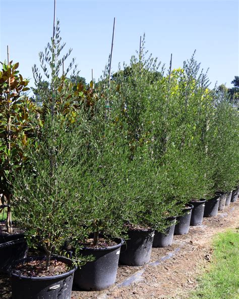 The Best Olive Trees for Your Garden: A Beginner's Guide