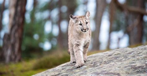 Florida Biologists Help Reunite Baby Panther with its Mother - The ...