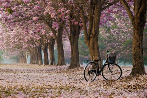 nature, Bicycle Wallpapers HD / Desktop and Mobile Backgrounds