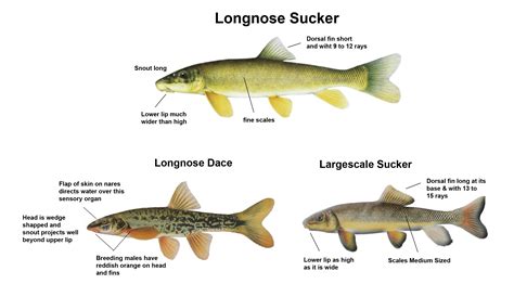 Suckers | CSKT | Division of Fish, Wildlife, Recreation, & Conservation