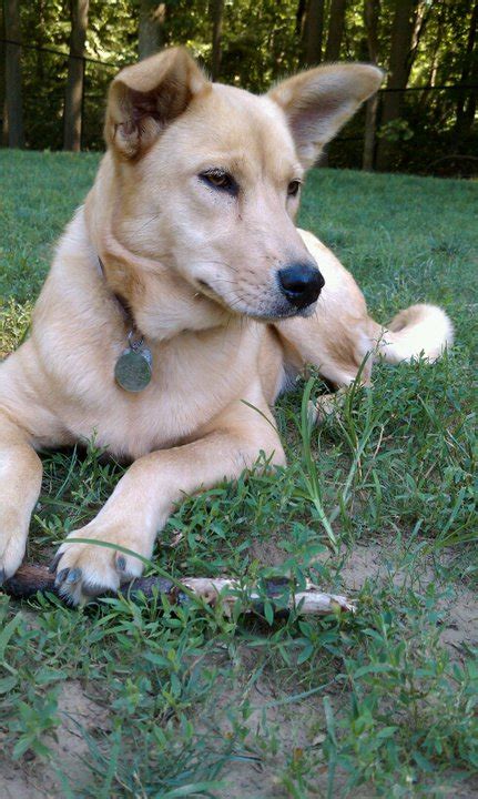 Perro de Carolina - Wikiwand