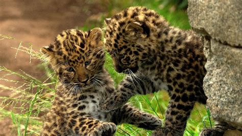 San Diego Zoo breeds critically endangered leopards, producing 2 cubs - The San Diego Union-Tribune
