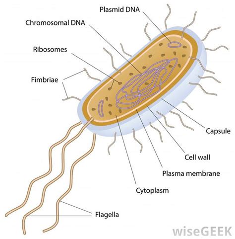 What is a Unicellular Organism? (with pictures) | Study biology, Cells ...