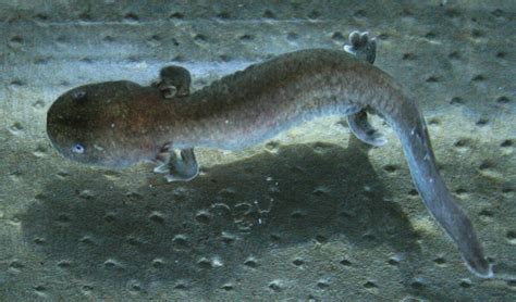 Hellbender Salamander Hatches at Nashville Zoo | Zooborns, Deep sea creatures, Newborn animals