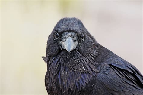 Brain Size for the Birds | California Academy of Sciences