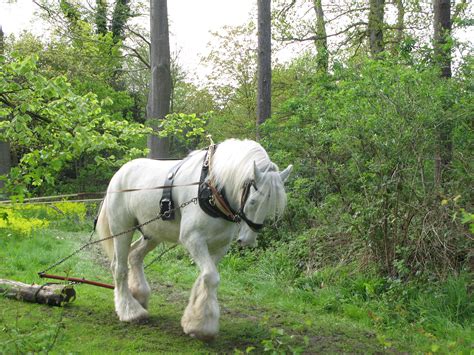 File:Shire horse.jpg - Wikipedia