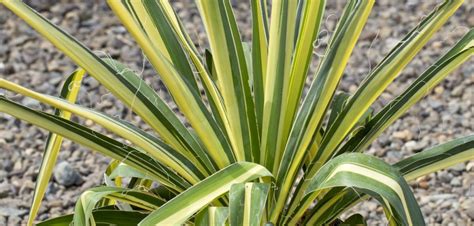 Yucca filamentosa 'Color Guard' - Oceanside Garden