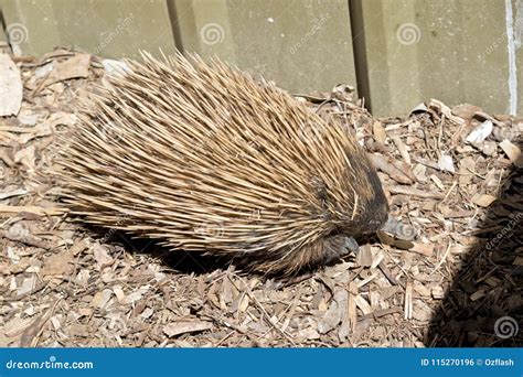 An echidna with spines stock photo. Image of monotreme - 115270196