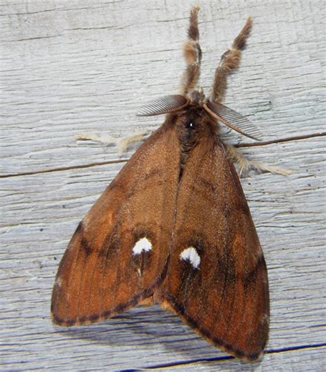 Rusty Tussock Moth– Identification, Life Cycle, Facts & Pictures