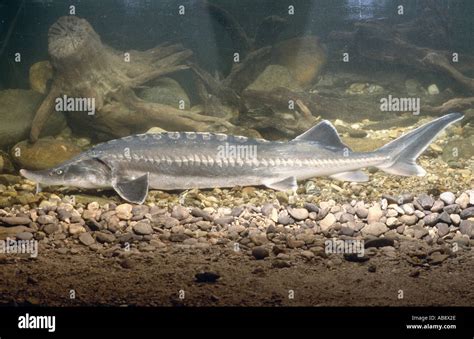 great sturgeon, volga sturgeon, beluga (Huso huso), 120 cm long, over ...