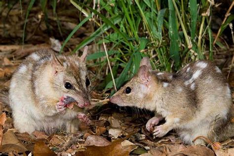 Northern quoll - Alchetron, The Free Social Encyclopedia