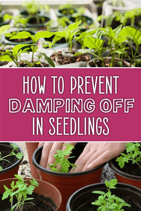 How to Prevent Damping Off in Seedlings - Dreamley