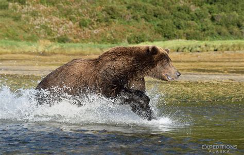 Grizzly Bear in the Fall photo - Image of the Month