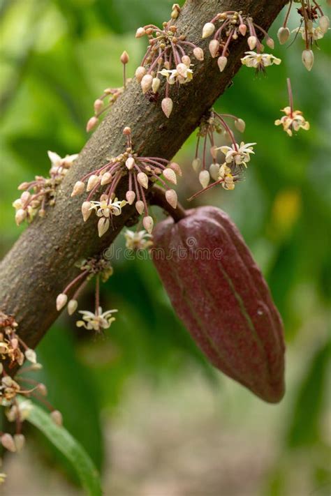 Cocoa Flowers, Cacao Fruit, Cocoa Pod on Tree Stock Image - Image of growth, hand: 123243491