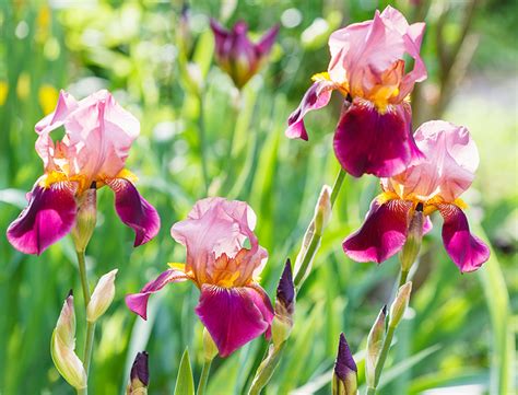 Bearded Iris Guide: How to Grow & Care for "Iris Germanica"