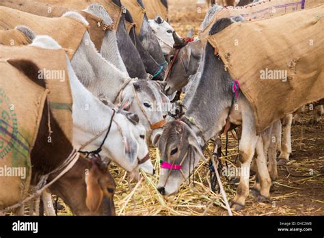 Nagaur Cattle Fair, Nagaur, Rajasthan, India Stock Photo - Alamy